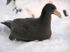 Antarctic Giant Petrel